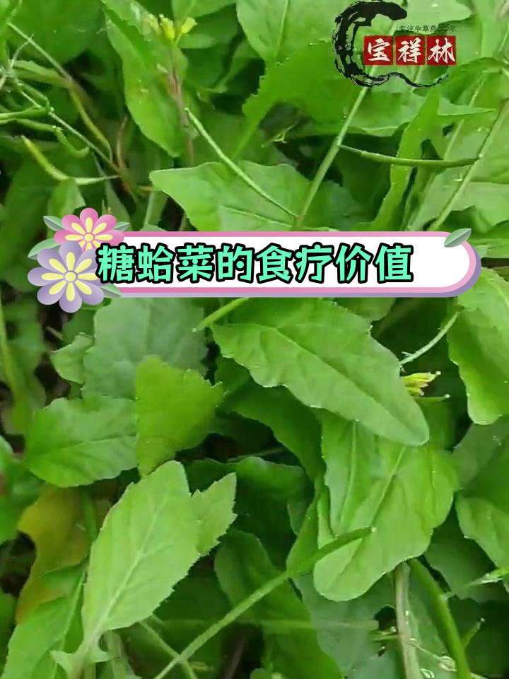塘葛菜的多种食用方法与功效