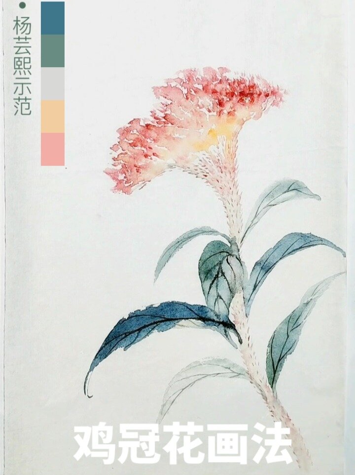 杨芸熙示范|没骨 鸡冠花画法