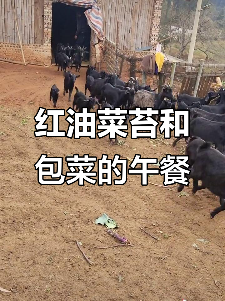 草原长桥下的红油菜苔与包菜,美味又健康
