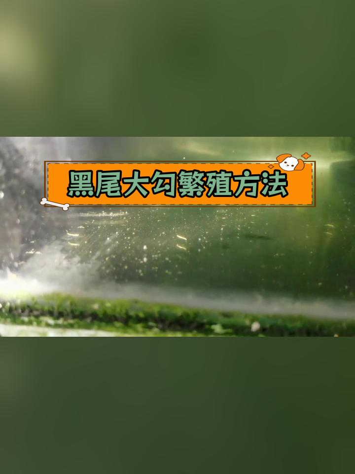 黑尾大勾繁殖技巧,与天使鱼类似