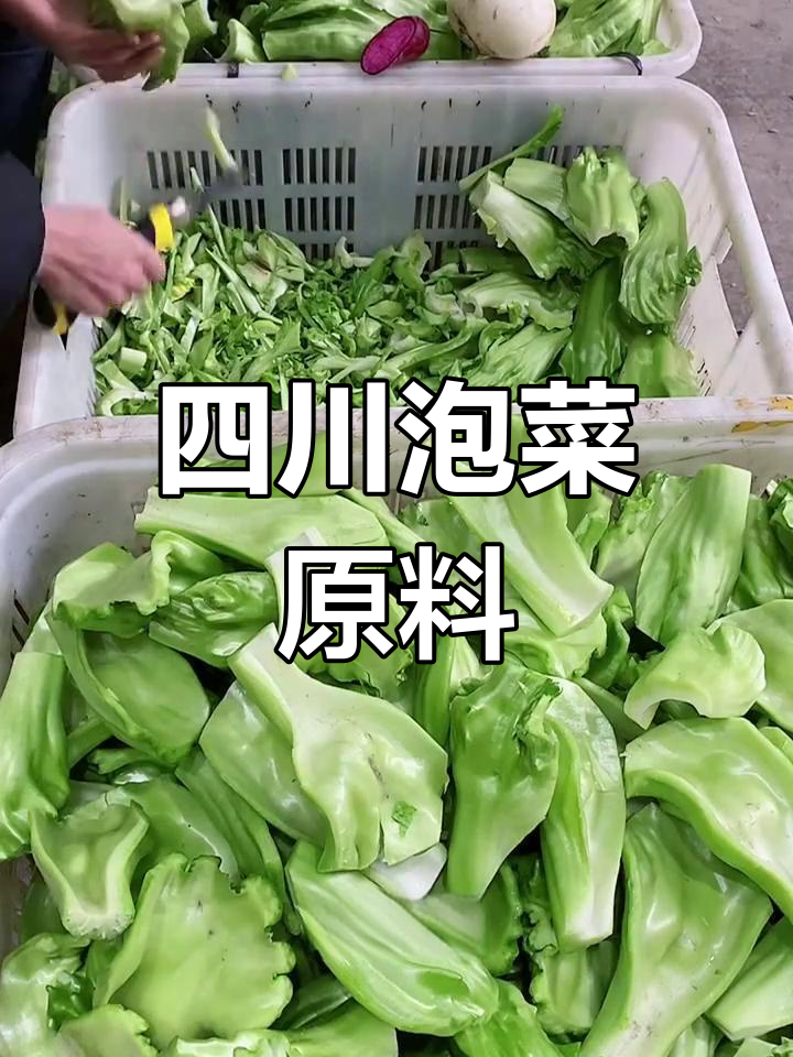 四川泡菜原料,芥菜梗酸味十足