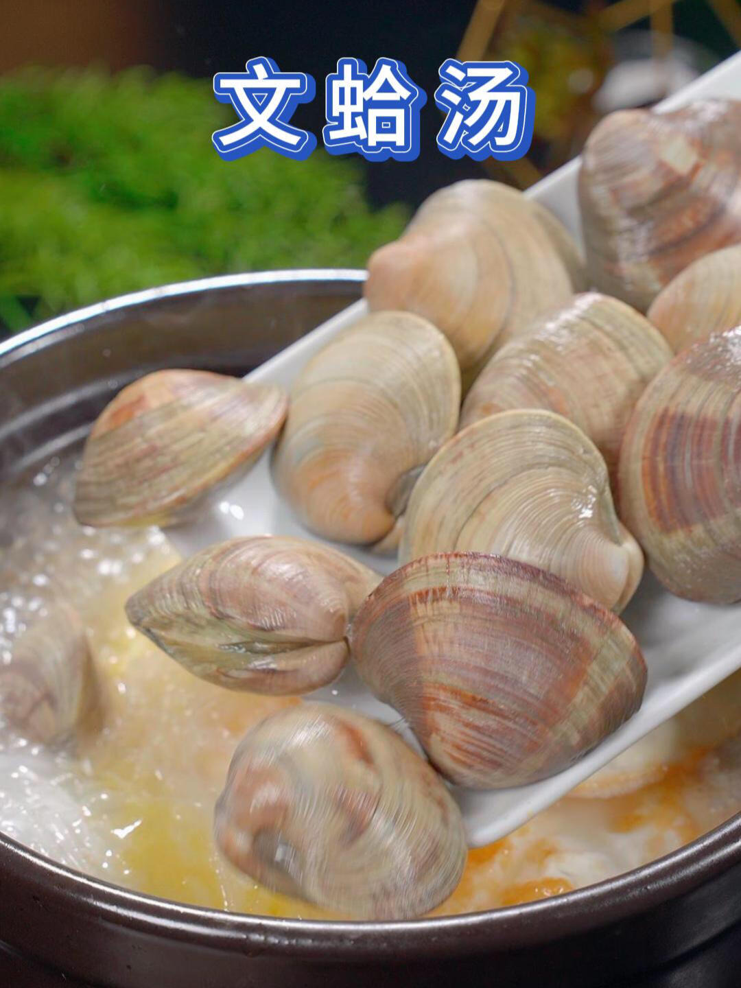 适合夏季食用文蛤汤.口感鲜美.味道清甜
