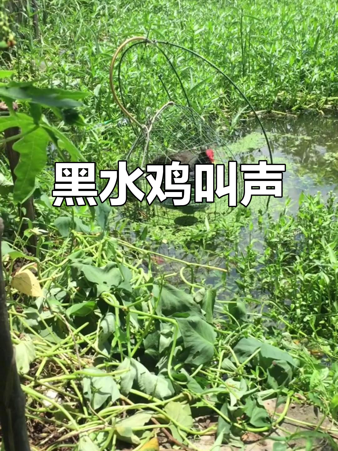 黑水鸡鸣叫的声音，清脆悦耳