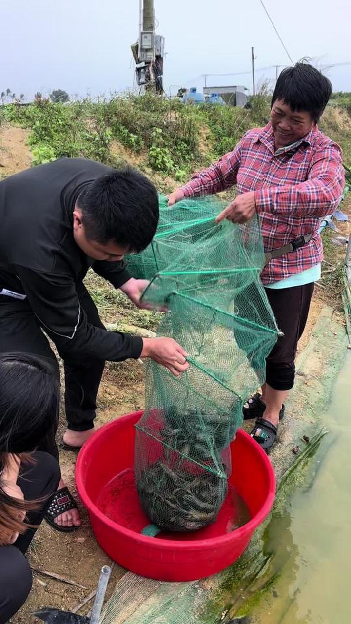 今天有口福了，老妈去抓澳洲小龙虾，胖妞终于实现龙虾自由了