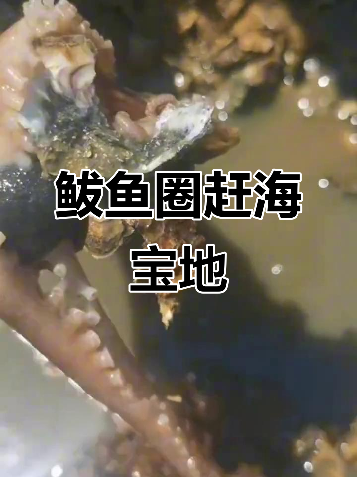 鲅鱼圈赶海秘地大揭秘,仙人岛、山海广场等你来挑战
