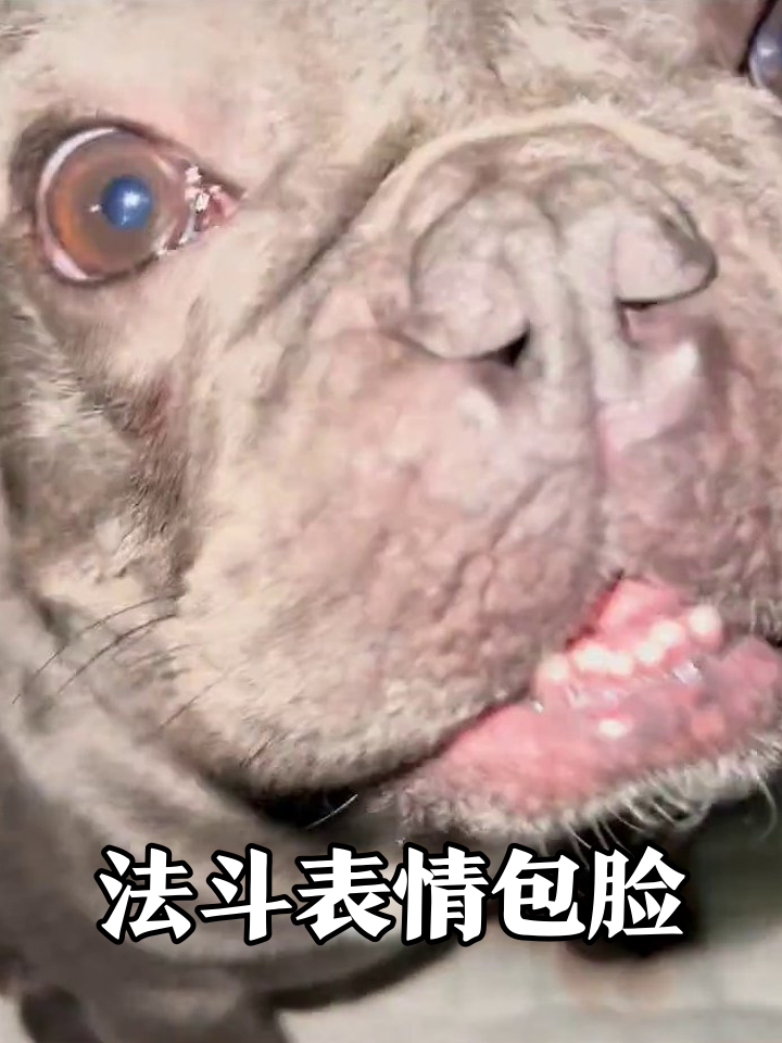 法斗天天瞪我要吃的!表情包脸+歪头杀萌化了