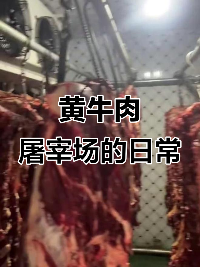 每天都在健美,黄牛肉屠宰场背后的故事