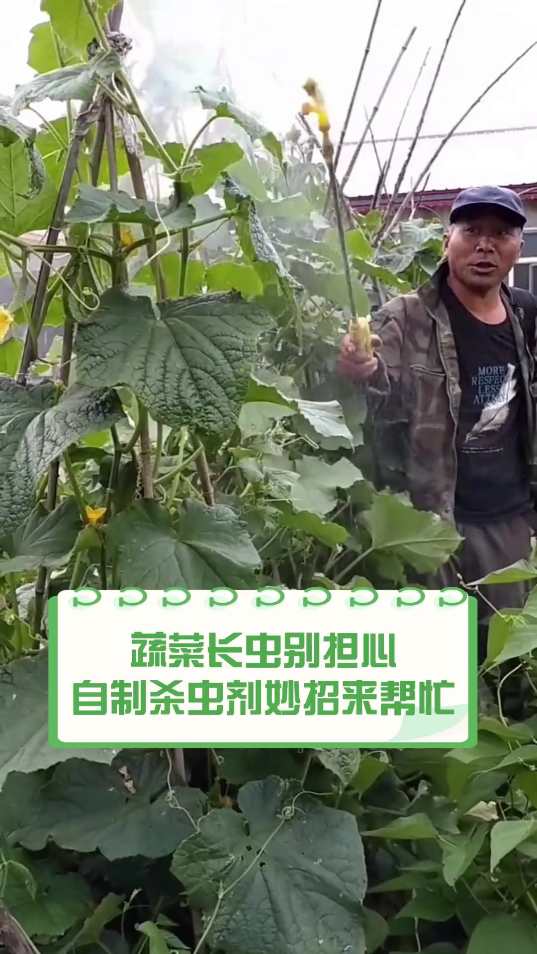 蔬菜长虫别担心,自制杀虫剂妙招来帮忙