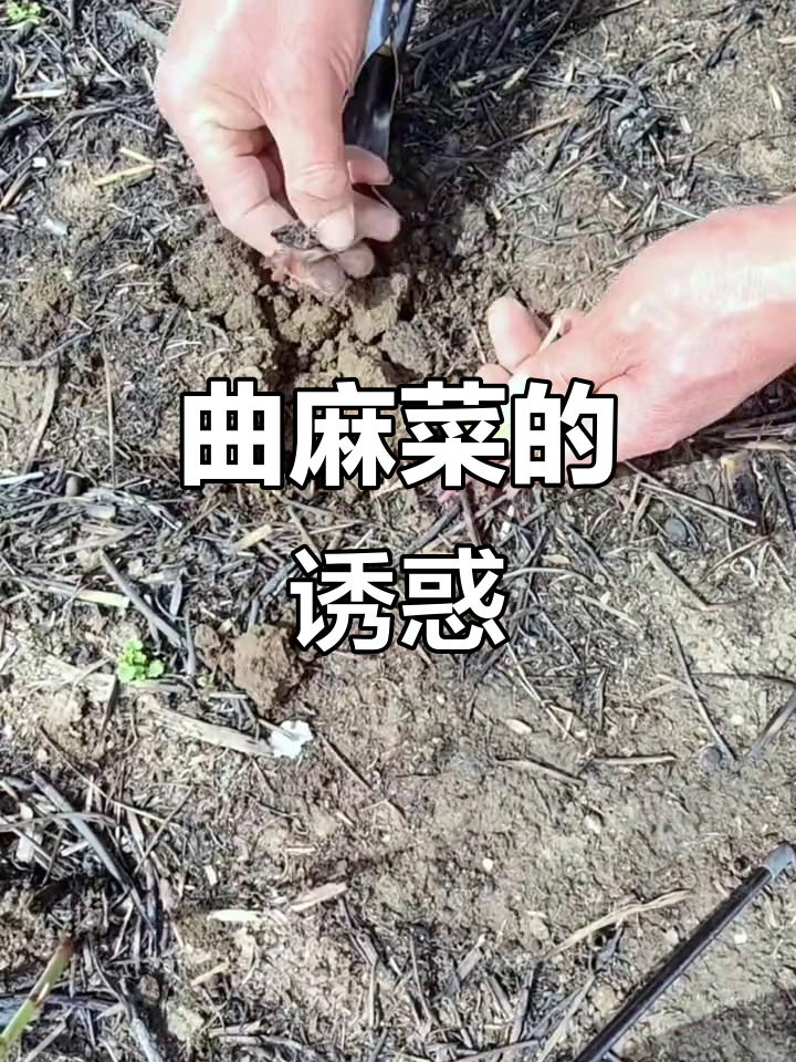 曲麻菜嫩叶大白根,口感鲜美,吃上一口停不下来!