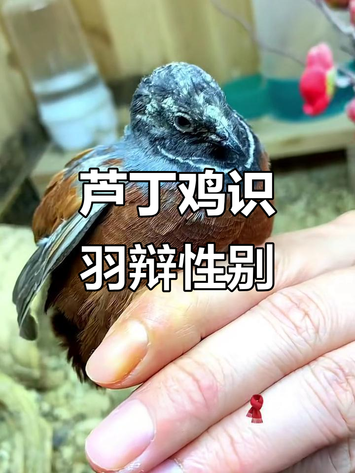 芦丁鸡羽毛辨公母,小白围脖是关键
