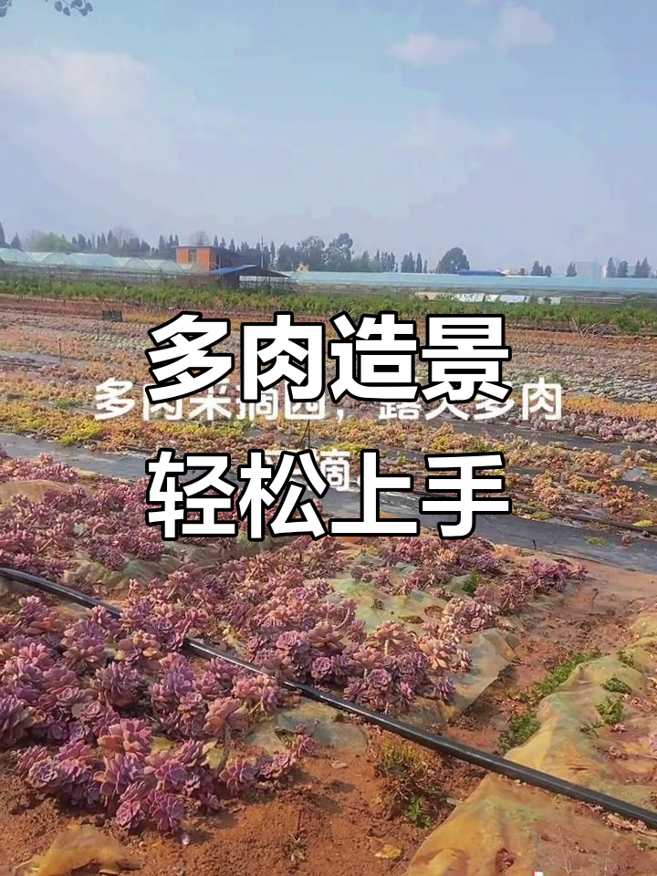 轻松打造多肉造景,品种丰富,省心又易养