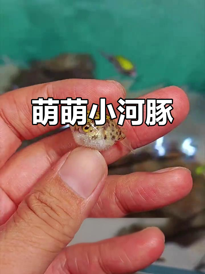 金娃娃河豚,生气时肚子膨胀成球,超萌表情包!