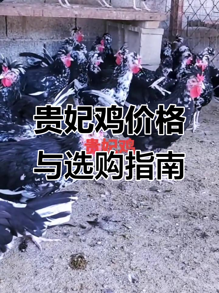 贵妃鸡养殖市场价格差异大,如何选择最合适的鸡苗?