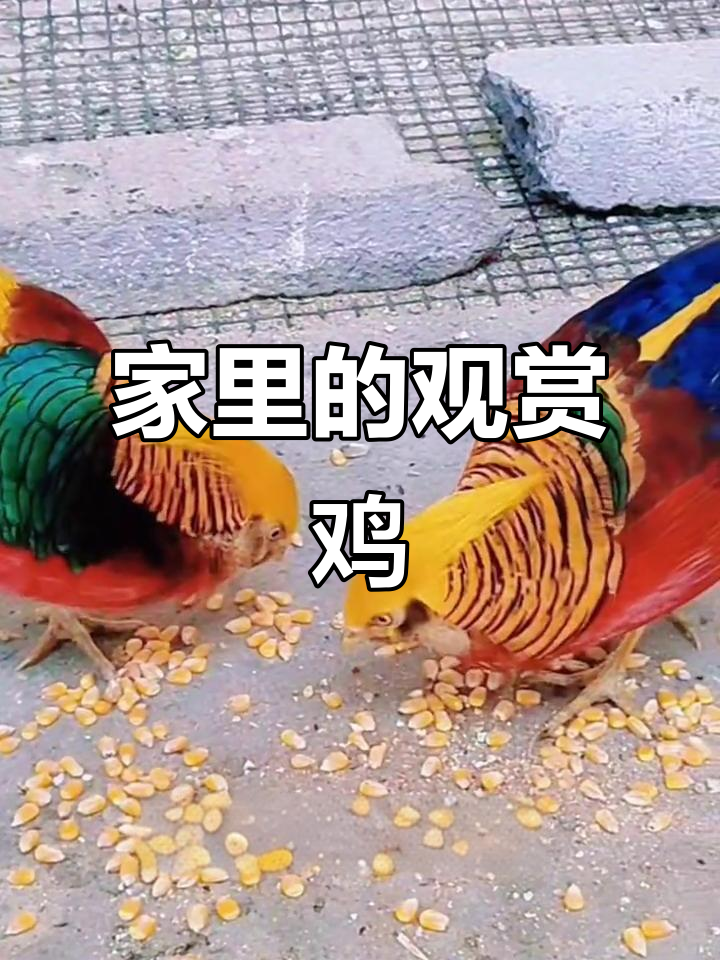 家里养的鸡,每一只都像艺术品,红夫姐姐和孔雀蓝山鸡最特别