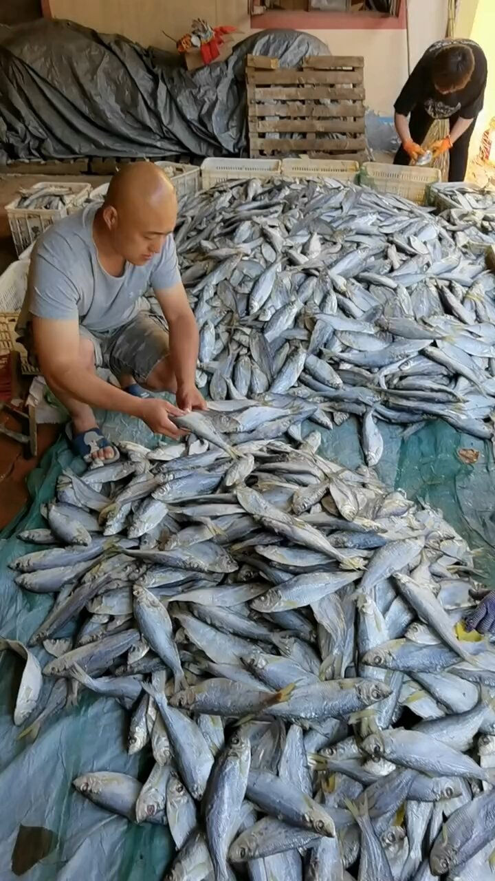 香的冒油的白鳞鱼鲙鱼
