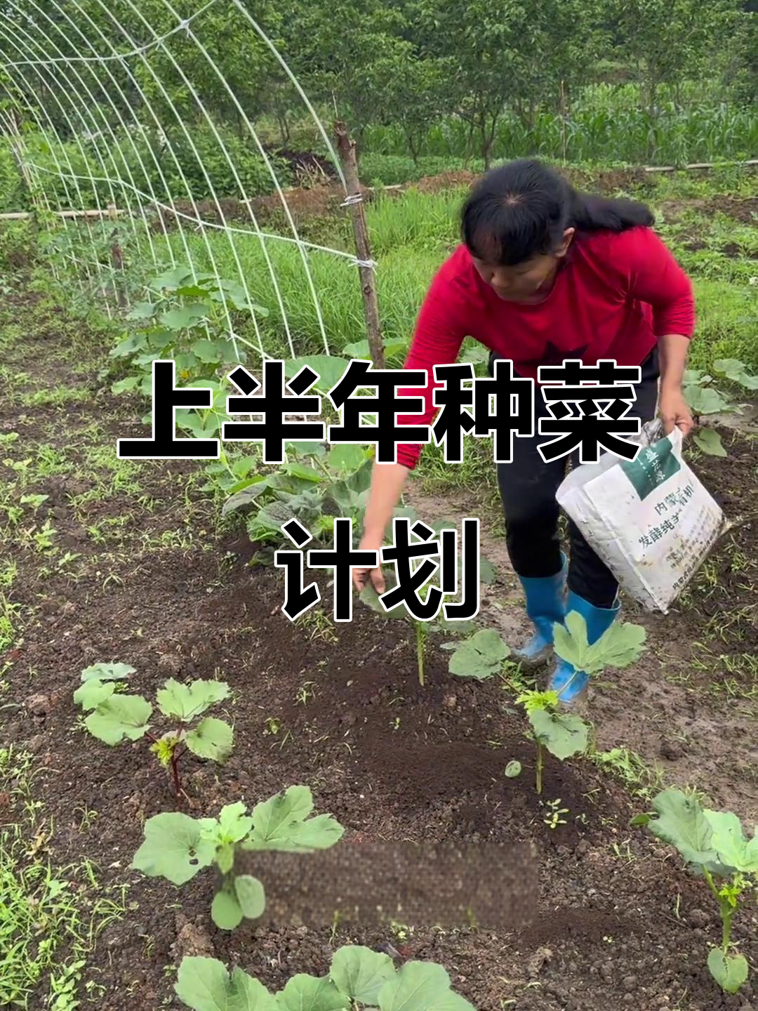 2026年上半年种菜全攻略,蔬菜种植时间表一览