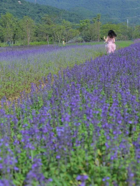 10.18实拍深圳薰衣草千层蛋糕花海好美