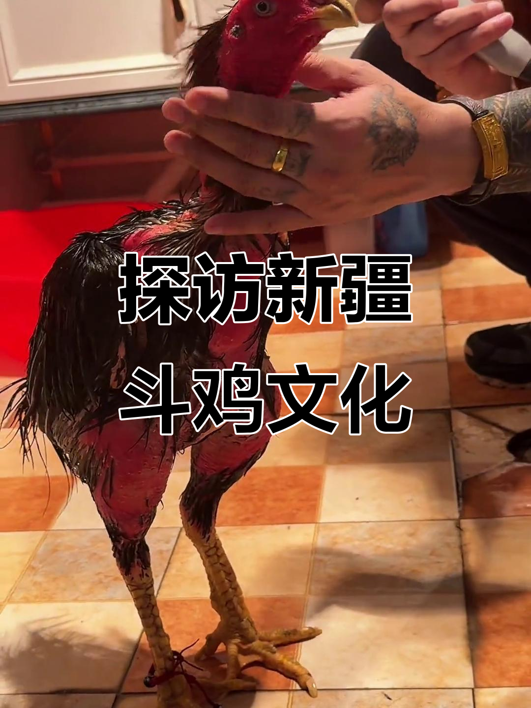 新疆斗鸡文化揭秘:养殖技巧与爱好者心得