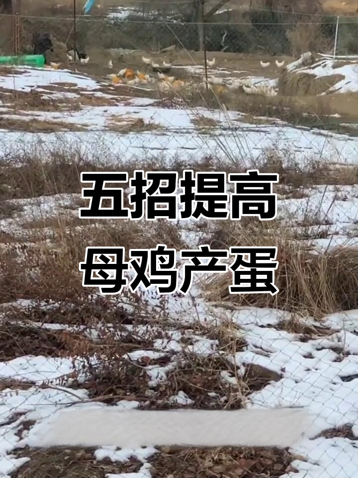 母鸡高产秘诀:五个关键技巧让你轻松提升产蛋率