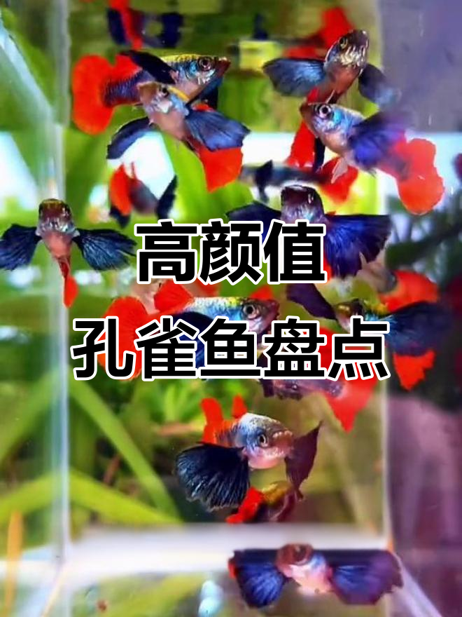 8种罕见高端孔雀鱼，最后一种身价过千！