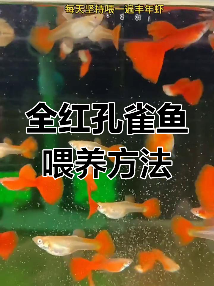 全红孔雀鱼养殖技巧:喂食秘诀大公开