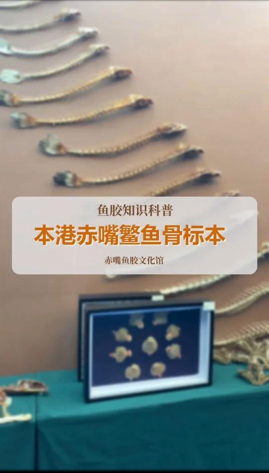 本港赤嘴鱼鳘鱼骨标本!