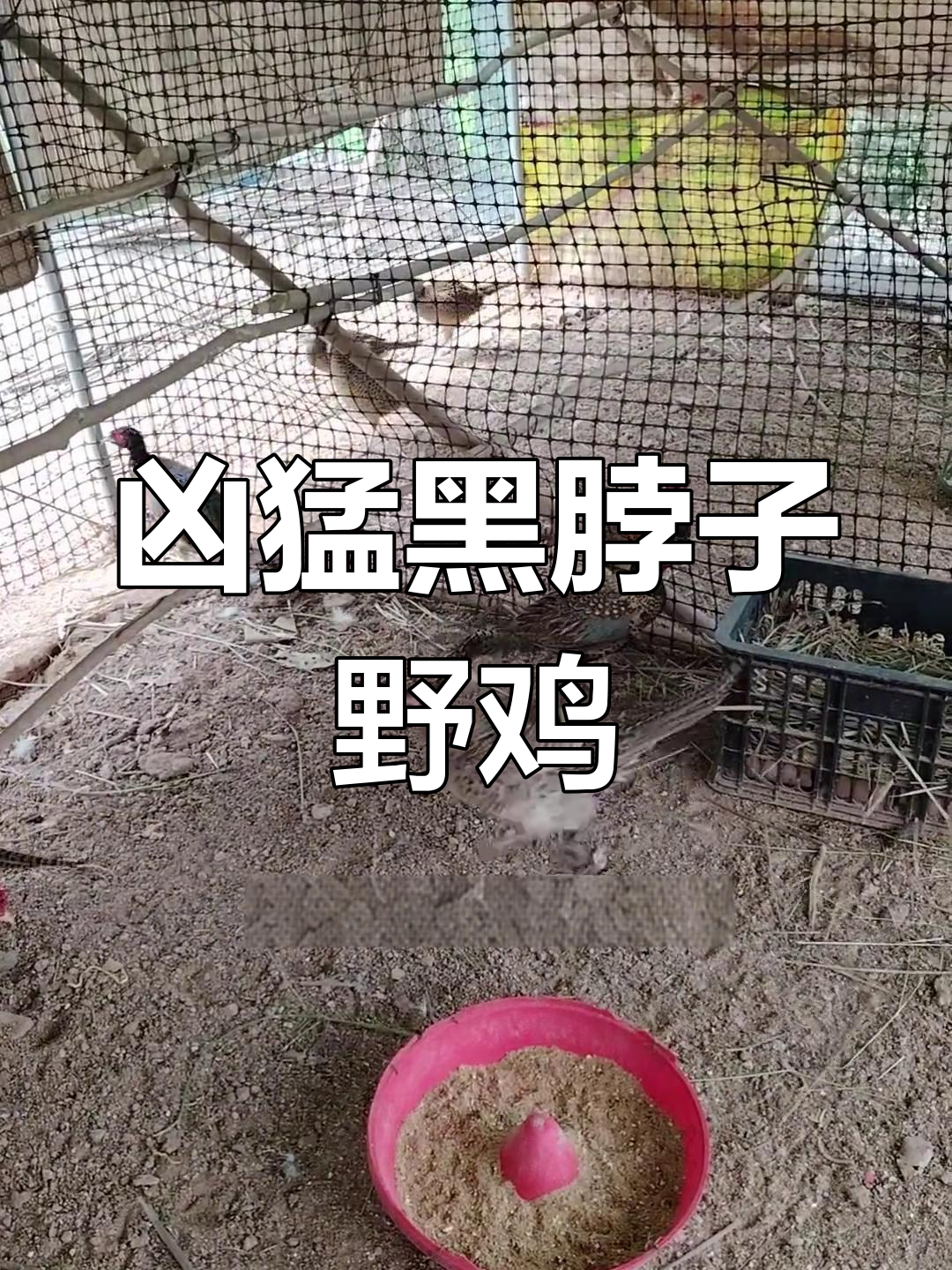 黑脖子野鸡强势来袭,公母搭配超有趣