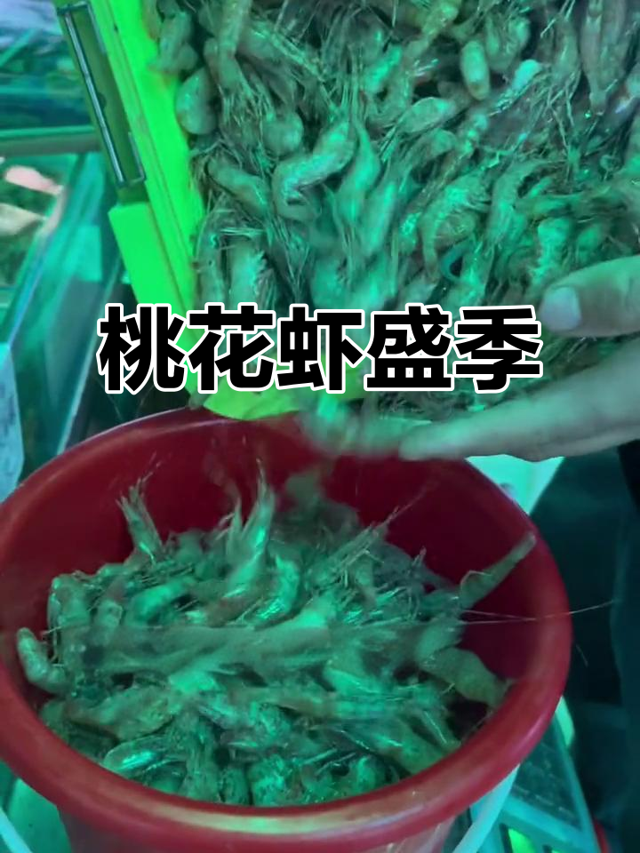 桃花虾季节来临,三个店齐上阵,鲜美滋味不容错过!