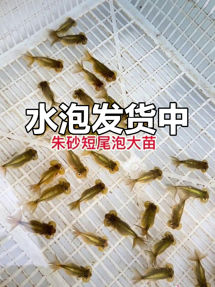 朱砂泡鱼苗,当年变鸡血红
