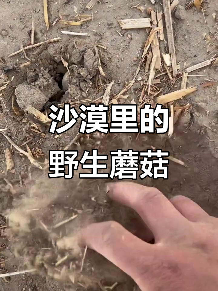 新疆沙漠中的意外惊喜,扒开土包就能捡到鸡腿菇!