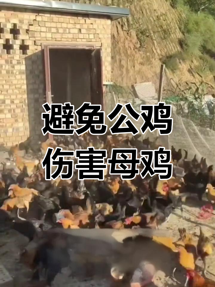 公鸡踩母鸡怎么办?