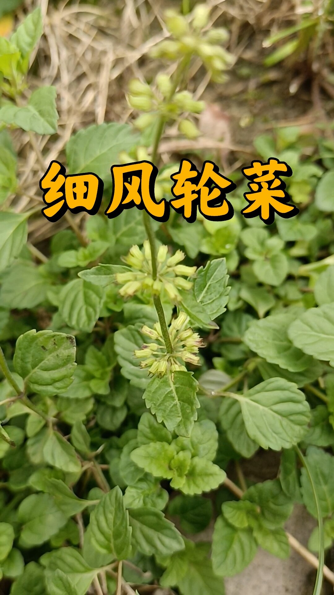 细风轮菜别名有瘦风轮,细密草,野凉粉草