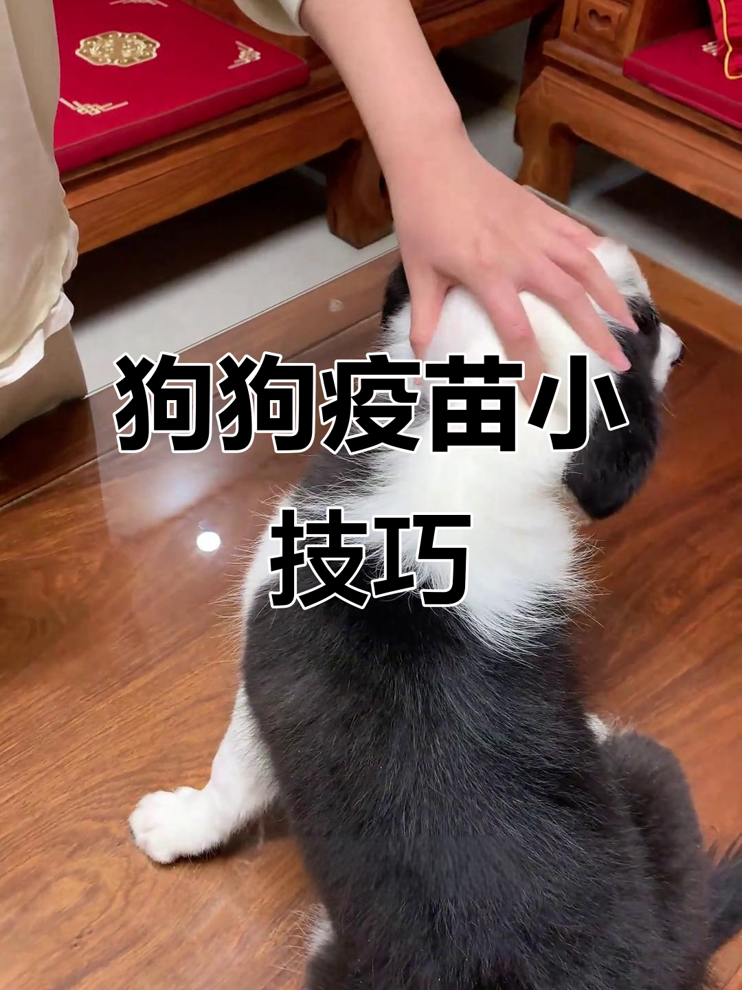 在家给狗打针,注射位置有讲究!抽回血时需谨慎判断