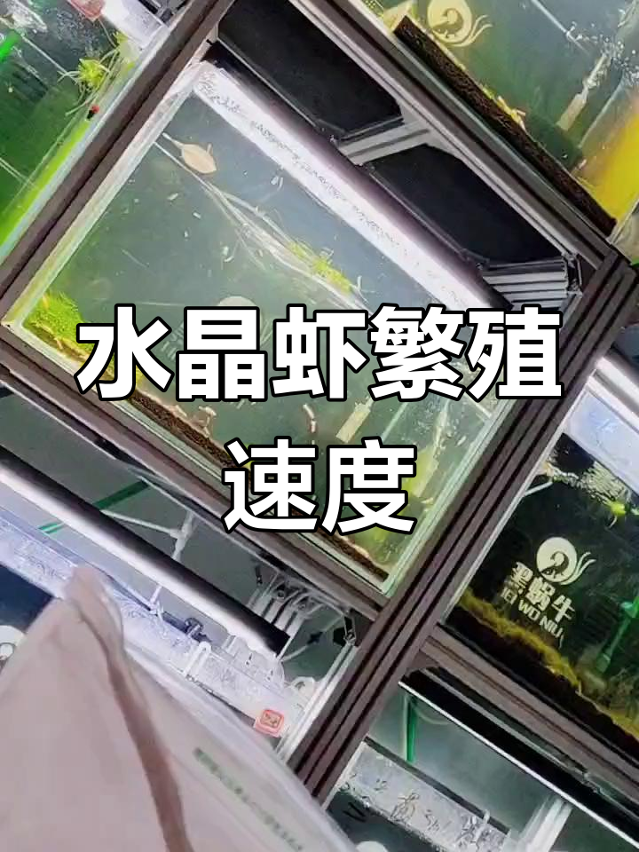母水晶虾一月生10只,一年后能有多少后代?