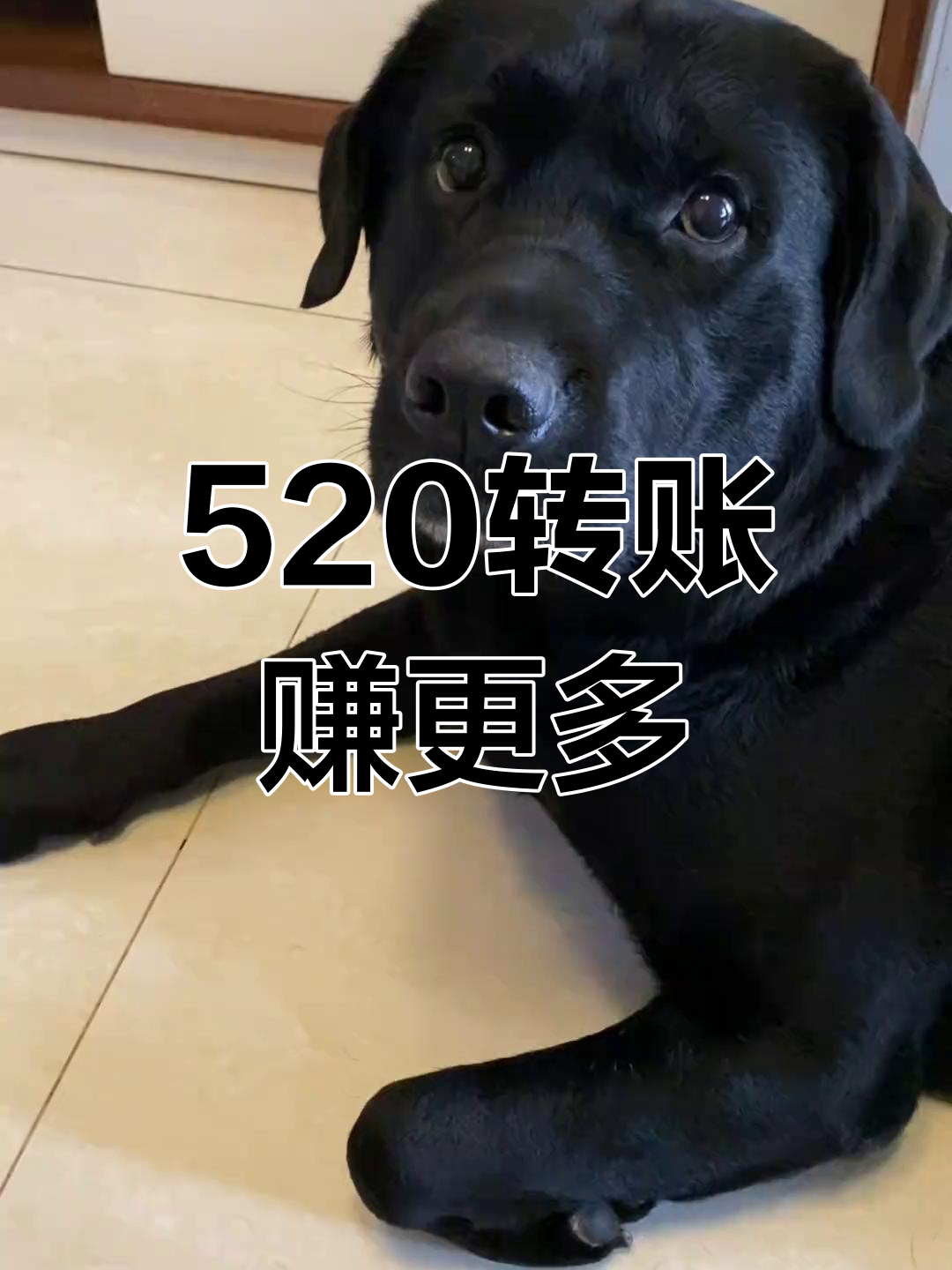 520转账送福利,13月14日翻倍回报等你拿