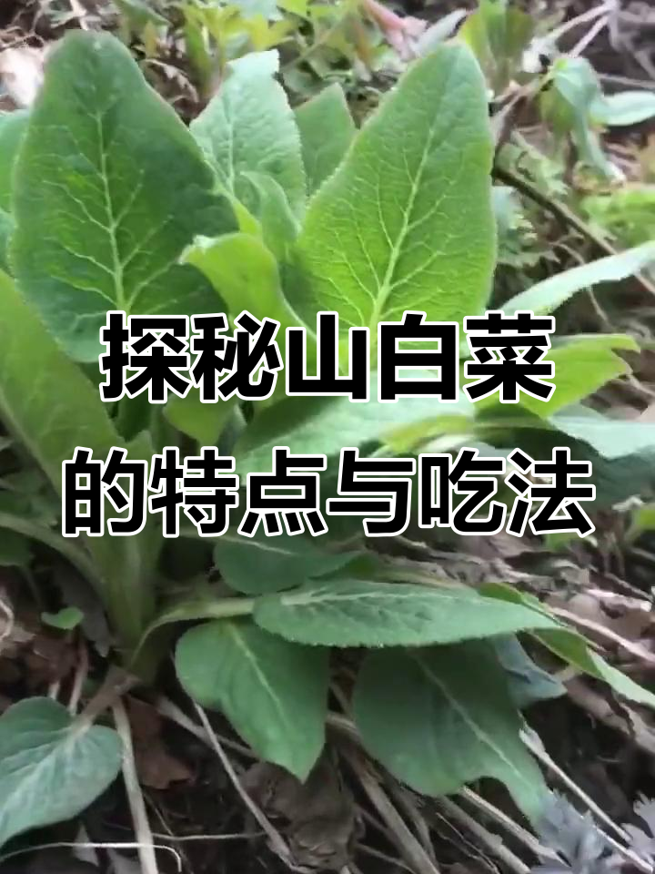 山白菜的独特魅力:从卵形叶子到美味做法全解析