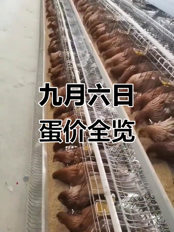 2025年9月6日全国鸡蛋价格大揭秘，主销区与主产区对比分析