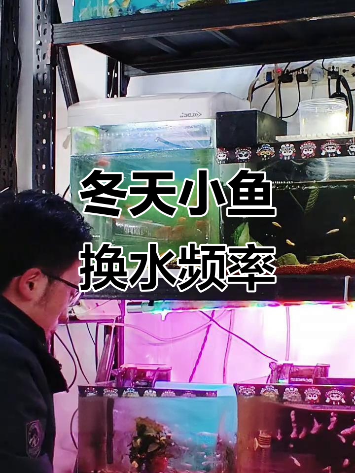 冬季养小型鱼,多久换一次水最合适?