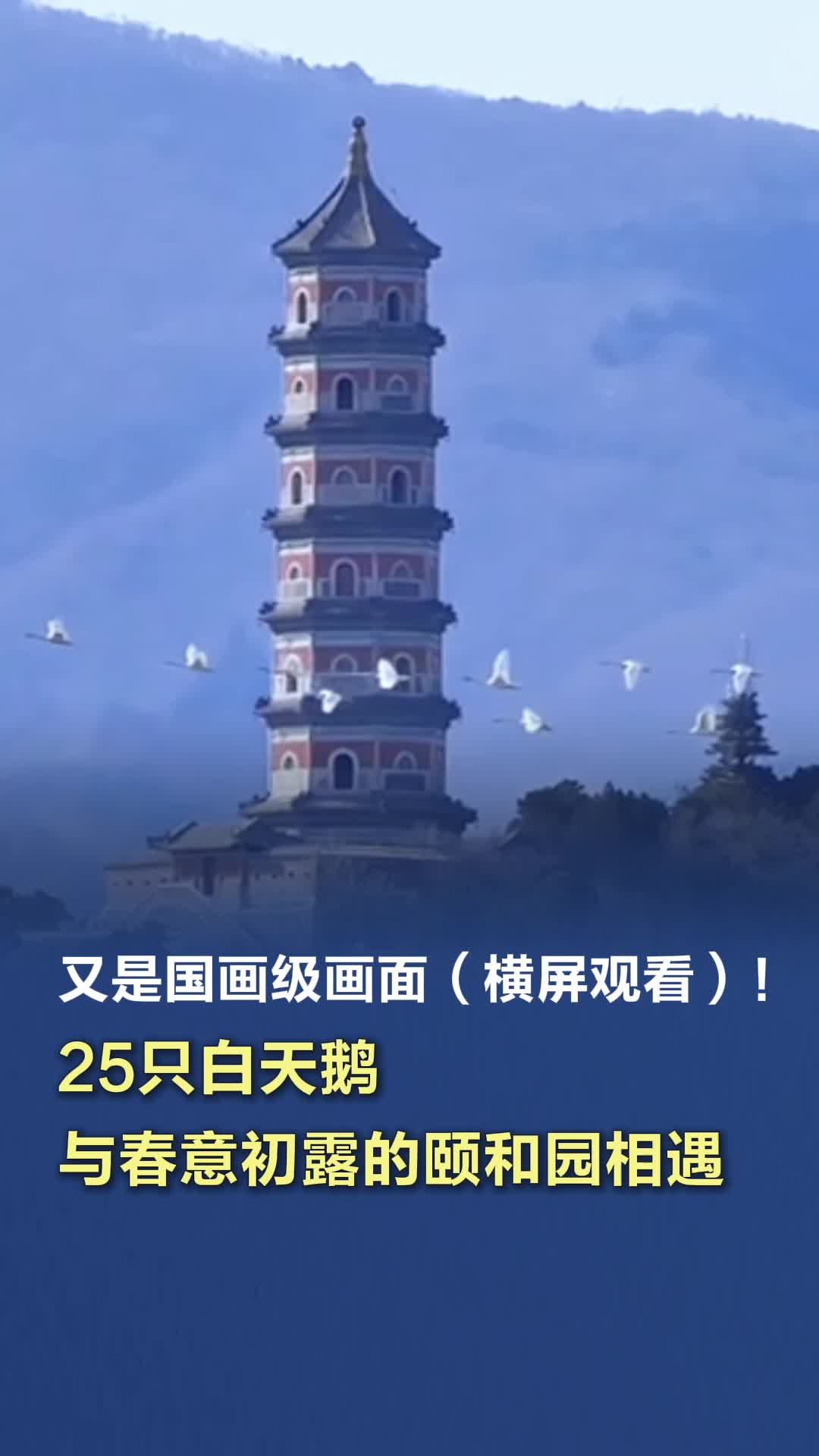 又是国画级画面(横屏观看)!25只白天鹅与春意初露的颐和园相遇