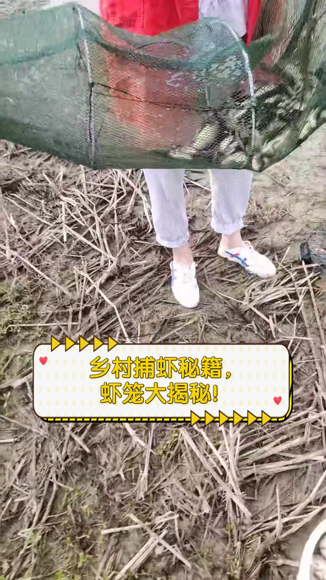 乡村捕虾秘籍，虾笼大揭秘！