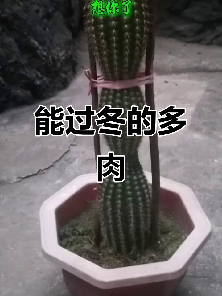 冬季也能生长的多肉植物,如何选择耐寒品种?