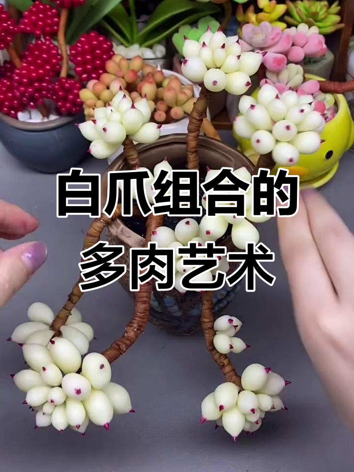 2022光合创作者大会：白爪组合与多肉植物的创意碰撞