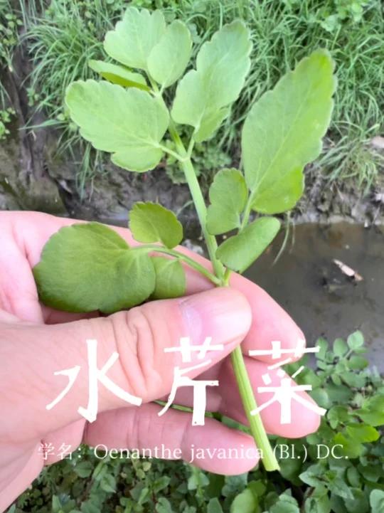 古籍里的野菜-水芹菜
