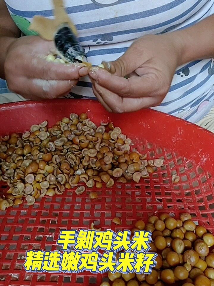 纯手工鸡头米