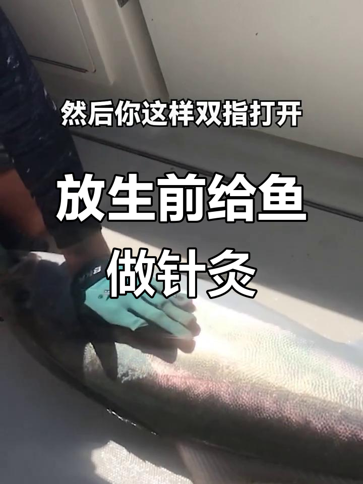 放生鱼前先做个“针灸”，轻松回海