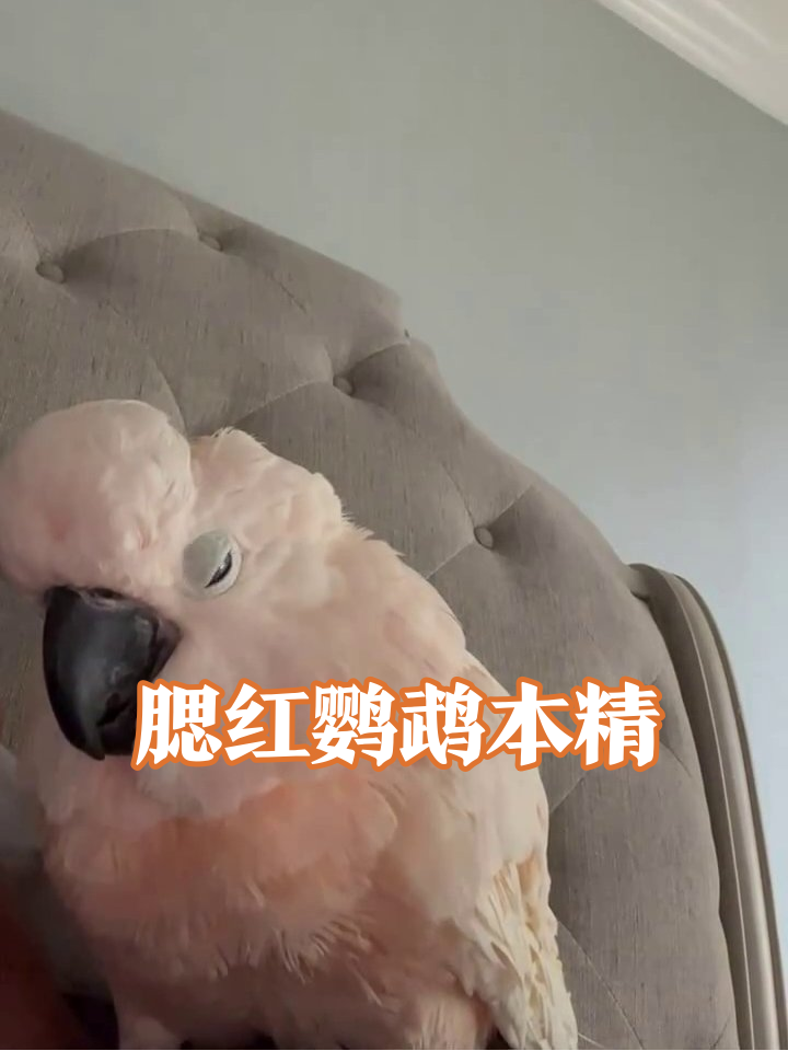 粉毛鹦鹉自带腮红特效，呆坐椅上表情管理失败