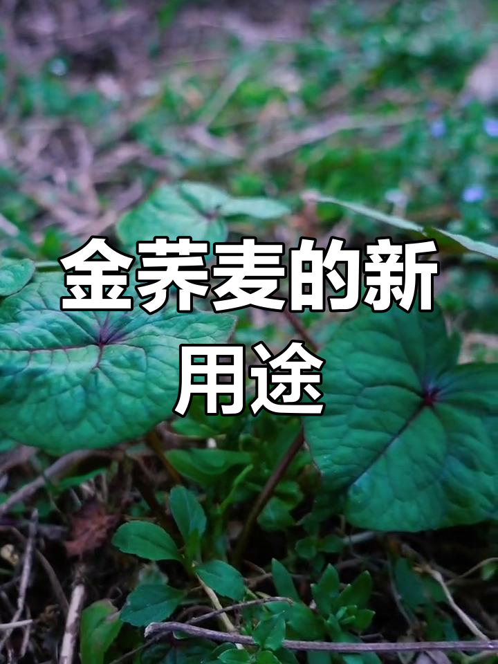 曾经喂猪的苦荞菜,如今竟成美味