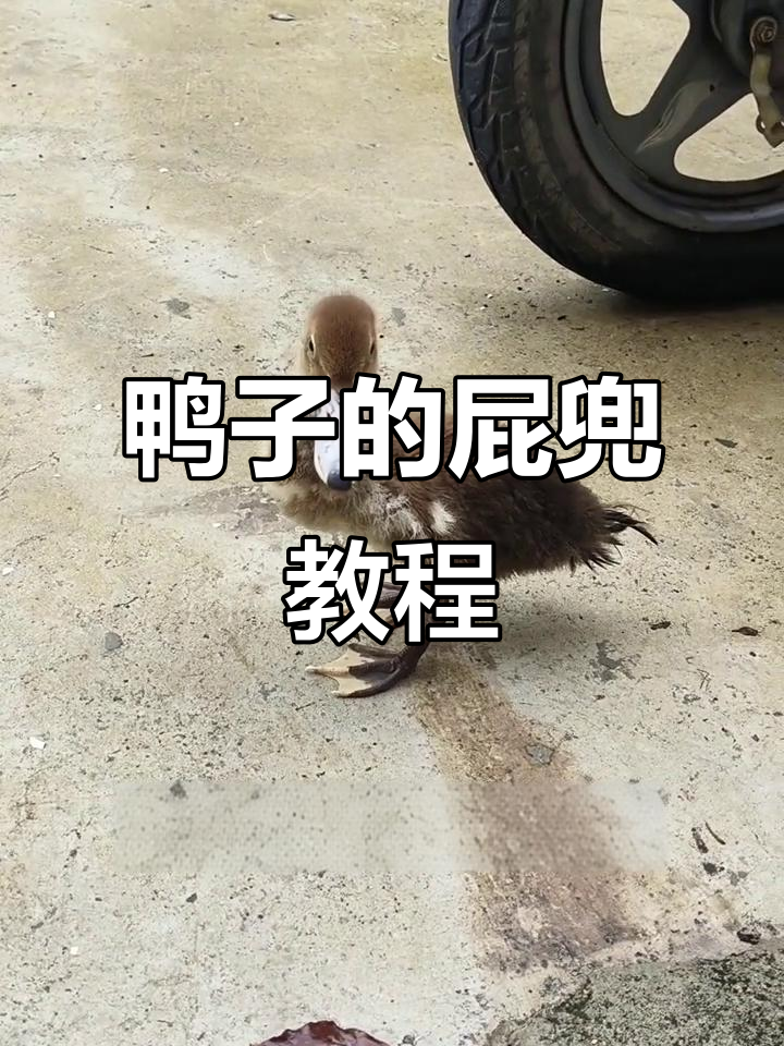小鸭子也能当宠物，学会这些小技巧让它不再乱拉屎