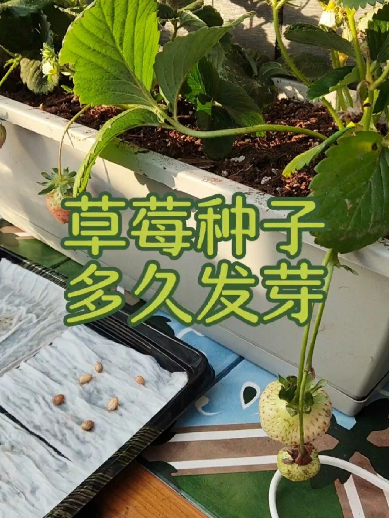 草莓种子多久发芽