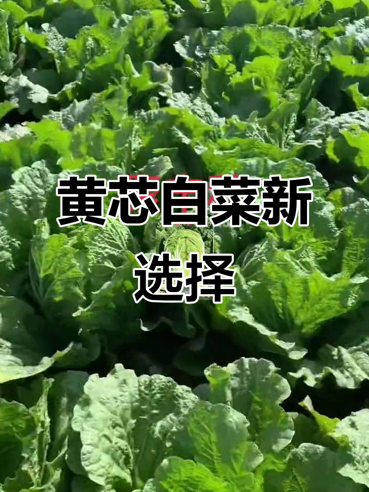 2023年秋季黄芯白菜品种推荐,聚丰秋助力